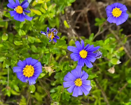 20240525_111533 Jardin Exotique & Botanique de Roscoff