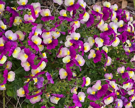 20240525_111913 Jardin Exotique & Botanique de Roscoff