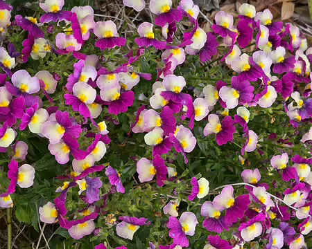 20240525_111913 Jardin Exotique & Botanique de Roscoff