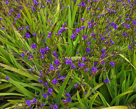 20240525_111920 Jardin Exotique & Botanique de Roscoff