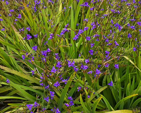20240525_111920 Jardin Exotique & Botanique de Roscoff
