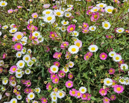 20240525_112209 Jardin Exotique & Botanique de Roscoff