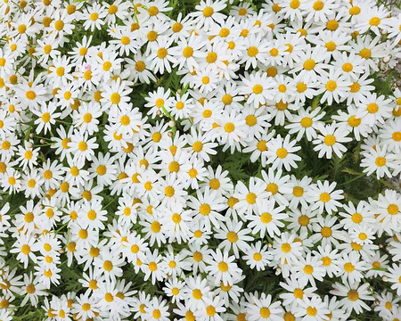 20240525_112308 Jardin Exotique & Botanique de Roscoff