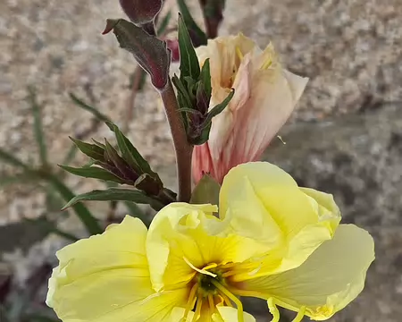 20240525_112615 Jardin Exotique & Botanique de Roscoff