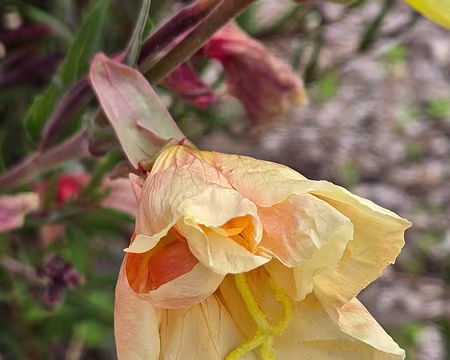 20240525_112630 Jardin Exotique & Botanique de Roscoff