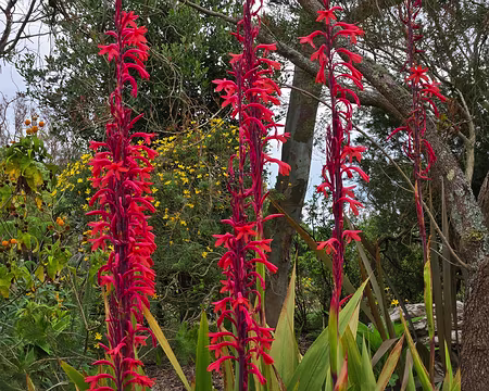 20240525_112656 Jardin Exotique & Botanique de Roscoff