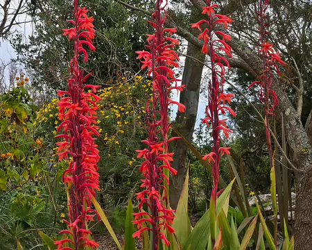 20240525_112656 Jardin Exotique & Botanique de Roscoff
