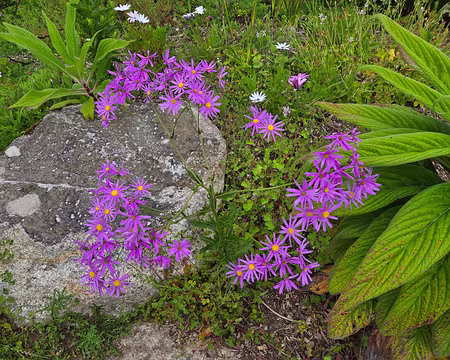 20240525_112725 Jardin Exotique & Botanique de Roscoff