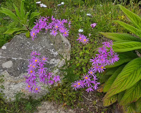 20240525_112725 Jardin Exotique & Botanique de Roscoff