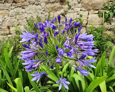 20240525_131403 Agapanthe