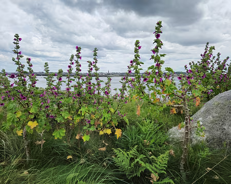 20240525_153702 Île de Batz