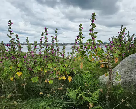 20240525_153702 Île de Batz