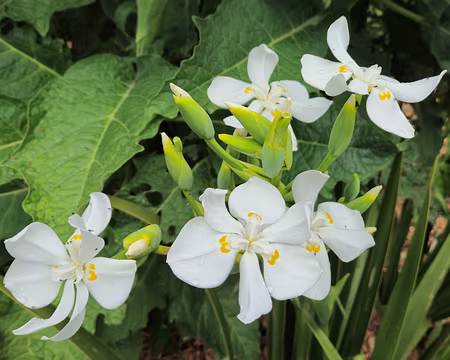 20240525_163750 Jardin Georges Delaselle