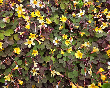 20240525_165326 Oxalis vulcanicola