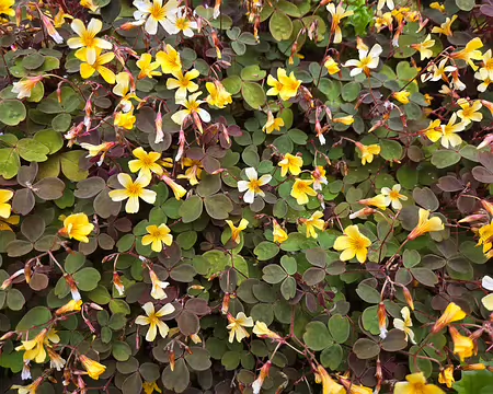 20240525_165326 Oxalis vulcanicola