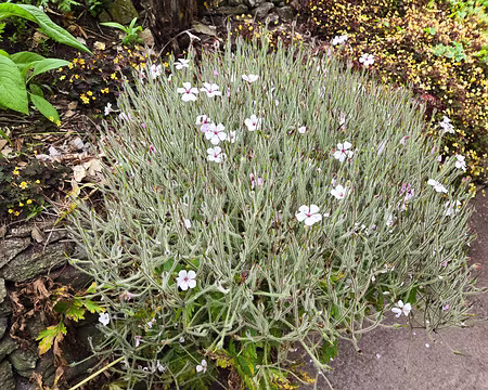 20240525_165404 Jardin Georges Delaselle