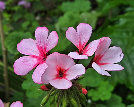 20240525_165625 Jardin Georges Delaselle