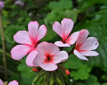 20240525_165625 Jardin Georges Delaselle