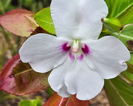 20240525_170036 Impatiens sodenii