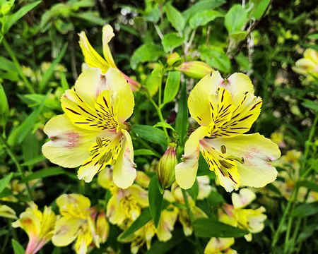 20240525_170217 Jardin Georges Delaselle