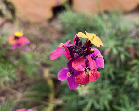 20240525_170455 Jardin Georges Delaselle