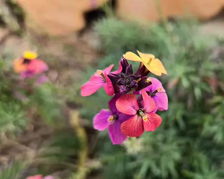 20240525_170455 Jardin Georges Delaselle