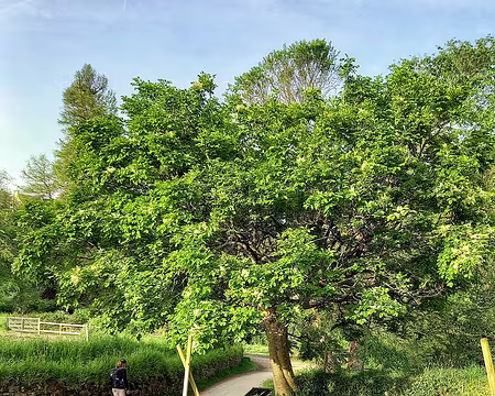 008 Frêne à fleurs dans les Plomarc'h