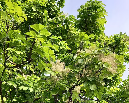 009 Frêne à fleurs dans les Plomarc'h