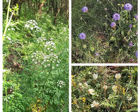 014a oenanthe safrannée, jasione maritime (bleue), rosier des dunes ou rosier pimprenelle.