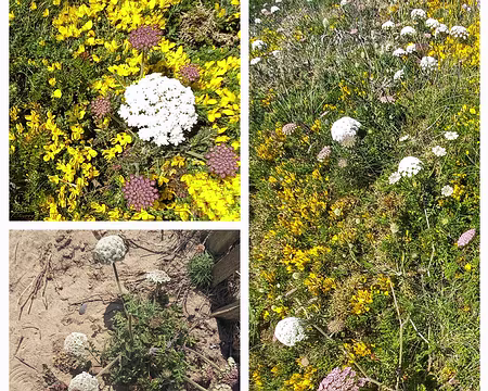 049 Herbe aux cure-dents