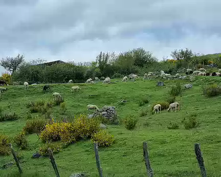 114 L'un des rares troupeaux de moutons rencontré