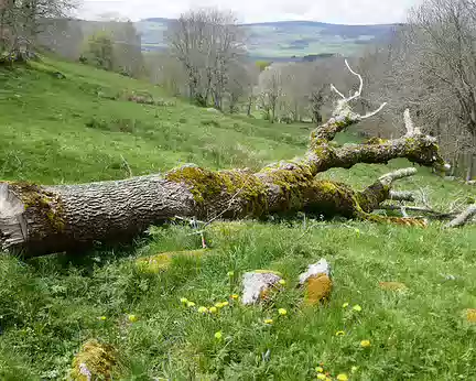 Aubrac_115 Ces chênes qu’on abat…