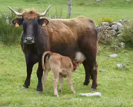 Aubrac_120 Scène touchante