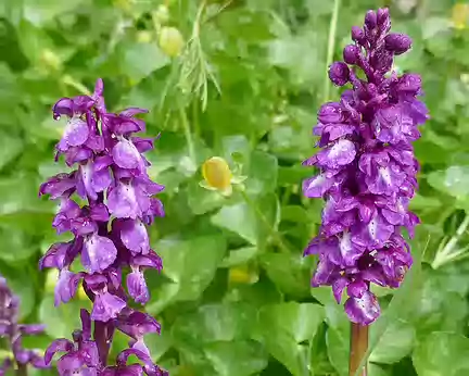 Aubrac_420 Orchis de mai