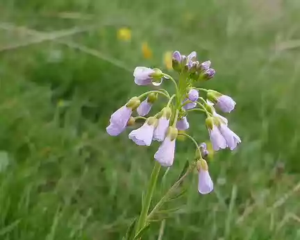 Aubrac_430 Cardamine des prés