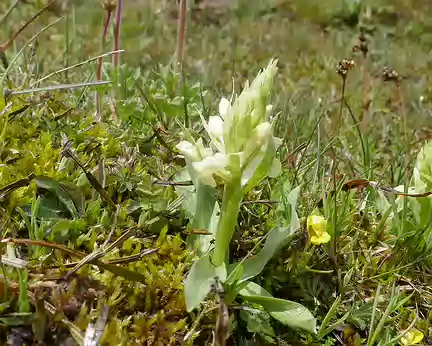 Aubrac_440 Orchidée blanche