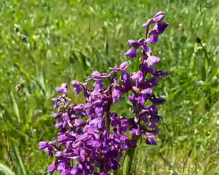 Aubrac_450 Orchis bouffon