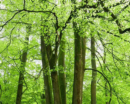 P1170393 Quint'hêtres.