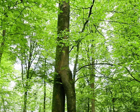 P1170395 Hêtre aux Amours