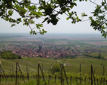 P1190023 Vignoble de Dambach-la-Ville
