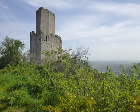 P1190028 Château de Ortenbourg (alt. 444 m.)