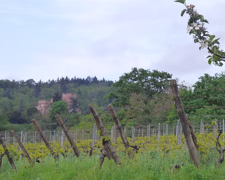 P1190044 Château de Kintzheim (alt. 260 m.) abrite la volerie des aigles.