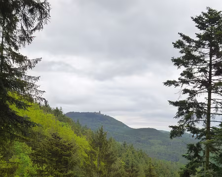 P1190053 Au loin, le château du Haut-Koenigsbourg