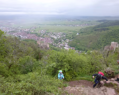 P1190056 Châteaux du Girsberg et de Saint-Ulric dominant Ribeauvillé et la plaine d'Alsace