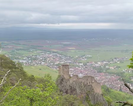 P1190057 Château du Girsberg