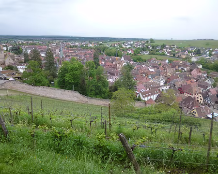 P1190066 ...vers Ribeauvillé