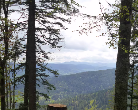 P1190078 Forêt vosgienne...