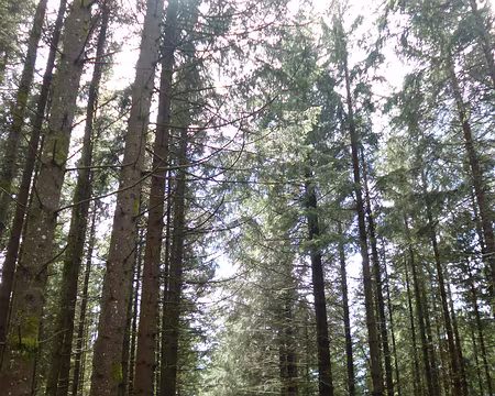 P1190079 ...et ses sapins