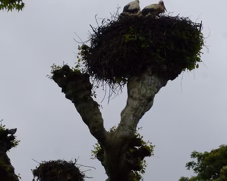 P1190184 Cigognes nichant sur un platane. Merci à Jean-Marc pour cette rando vosgienne.