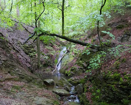 P1170411 Bain de Venus sur le ruisseau des blanches pierres.